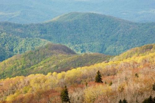Mountains;Summit;Mountain;Roan Mountain;Hillside;Gorge;Brown;Mountainous;Pinnacle;Mountain Top;Tree;Timber;Trees;Valley;Hilltop;Green;Wood;Autumn;Hill;Woodlands;Timberland;Woodland;Cherokee National Forest;Hills;Evergreen;Forest;Fall;Yellow;Peak
