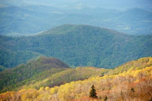 Mountainous;Summit;Timber;Roan Mountain;Mountain Top;Timberland;Peak;Green;Pinnacle;Tree;Wood;Hills;Yellow;Valley;Hillside;Mountain;Woodlands;Fall;Woodland;Cherokee National Forest;Hilltop;Hill;Mountains;Trees;Forest;Brown;Autumn;Evergreen;Gorge