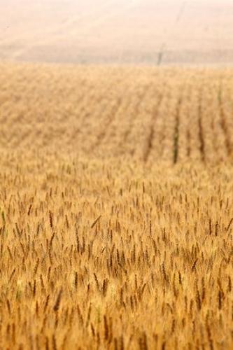 Seed Heads;Brown;Field;Tan;Wheat;Wheat Field;Grass;Gold;Farm;Seed Head;Agriculture;Yellow;Fields;Agricultural;Farming