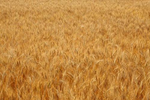 Agriculture;Wheat Field;Farming;Tan;Brown;Agricultural;Yellow;Gold;Grass;Field;Seed Head;Fields;Wheat;Farm;Seed Heads