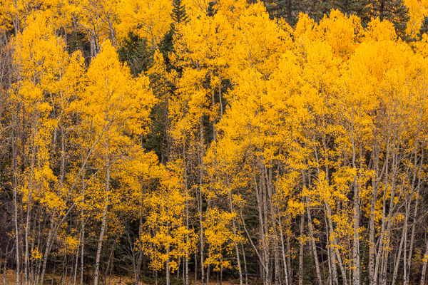 Autumn;Beige;Branches;Brown;Calm;Colorado;Fall;Forest;Forested;Gold;Habitat;Healing;Health care;Healthcare;Minimalism;Nature;Pastoral;Silver Thread Scenic Byway;South Fork;Tan;Timber;Timberland;Tree;Warm Colors;Warm Palette;Warm Tones;White;Wood;Woodland;Woods;Yellow;aspen;bark;branch;color;landscape;leaves;oneness;peaceful;plants;restful;serene;soothing;taupe;tranquil;tree limbs;tree trunk;trees;trunk;yellow;zen