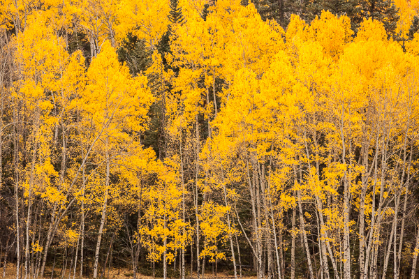 Autumn;Branches;Calm;Colorado;Concepts;Fall;Forest;Forested;Gold;Habitat;Healing;Health care;Healthcare;Leaves;Nature;Oneness;Pastoral;Silver Thread Scenic Byway;South Fork;Sunlight;Sunshine;Tan;Timber;Timberland;Tree;Tree limbs;Wood;Woods;Yellow;aspen;bark;branch;landscape;limbs;oneness;peaceful;plants;restful;serene;soothing;sunlit;tranquil;tree;tree limbs;tree trunk;trees;trunk;zen