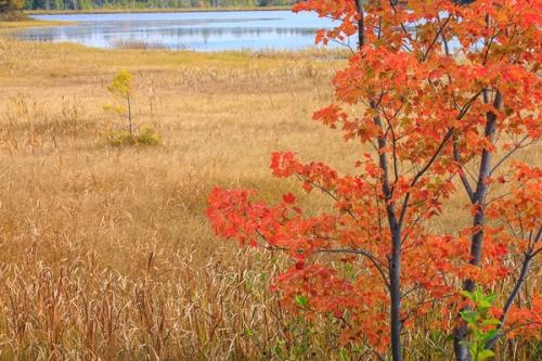 Autumn;Branches;Calm;Fall;Gold;Great Lakes;Healing;Health care;Healthcare;Herbaceous;Leaf;Maple Leaves;Maple tree;Michigan;Nature;Pastoral;Tan;Tree;United States;Upper Peninsular;Warm Colors;Warm Palette;Warm Tones;bark;color;field;foliage;grass;lake;landscape;leaves;limbs;oneness;orange;peaceful;plant;restful;serene;soothing;tranquil;tree limbs;tree trunk;trees;trunk;zen