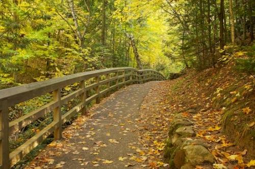 Foliage;Leaves;Walkway;fence post;Green;Upper Peninsular;Fence;Great Lakes;Brown;pathway;Leaf;Gold;Michigan;Yellow;fence row