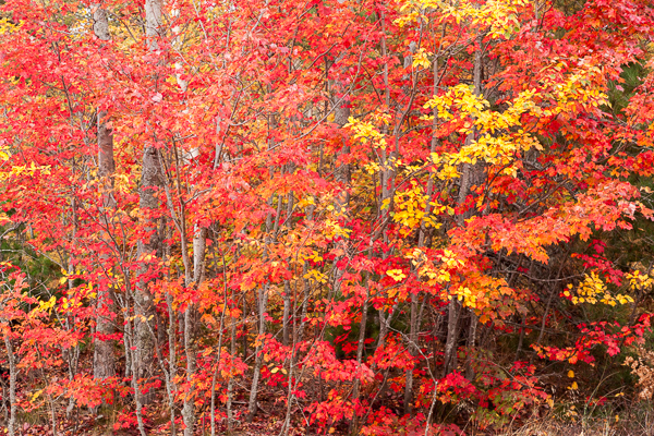 Autumn;Brown;Calm;Concepts;Fall;Forest;Forested;Gold;Great Lakes;Habitat;Healing;Health care;Healthcare;Leaf;Leaves;Michigan;Nature;Oneness;Pastoral;Sunlight;Sunshine;Tan;Timber;Timberland;Tree;United States;Upper Peninsular;Wood;Woodland;Woods;Yellow;foliage;landscape;limbs;peaceful;plants;restful;serene;soothing;sunlit;tranquil;tree;tree limbs;trees;trunk