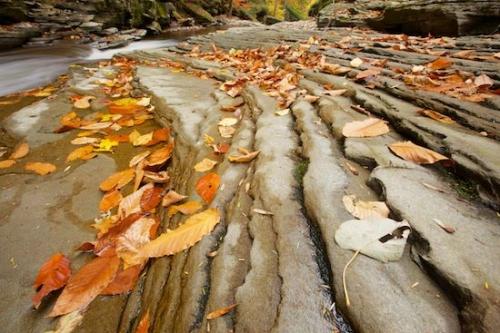 Cascading;Forest;Close-up;Leaves;Outdoor;Streaming;Rocks;Tan;Stream;Chute;Water;Cascade;Yellow;Fall;Pouring;Waterfall;Rock Formations;Orange;Autumn;Ricketts Glenn State Park;Rock;Boulders;Pennsylvania;Green;Leaf;Brown