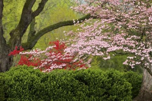 Springtime;Green;Dogwood;Pink;tree limbs;Red;limb;Plant;Vegetation;Botanicals;Spring;branches;Peaceful;Flowers;Brown;Petals;tree;Greenery;Flora;Pink Dogwood;trees;Blossom;Shrub;zen;branch;Oriental;Flowering;Flower;Petal