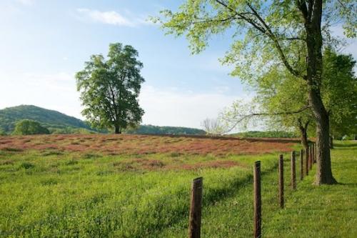 fence row;tree trunk;Clover;Fields;tree limbs;Red Clover;Horizontal;trees;tree;Green;Hills;Pasture;Pastureland;fence