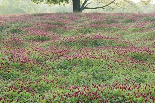 Fields;Red Clover;branch;Springtime;Hills;Landscape;Hillside;Field;Hilltop;Hill;Spring;Clover;trunk;Green;branches;tree