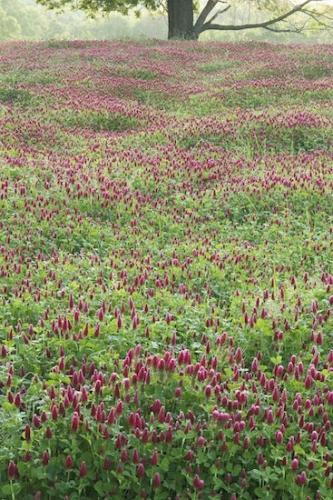 Landscape;Green;Springtime;Field;Fields;Hilltop;Clover;Hills;Hillside;Spring;branches;trunk;Hill;branch;Red Clover;tree