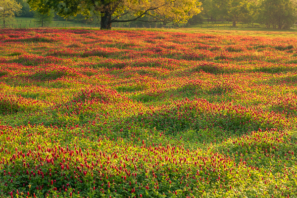 Agricultural;Agriculture;Bloom;Blossom;Blossoms;Branches;Brown;Bud;Calm;Close-up;Clover;Farm;Farming;Fields;Flora;Floral;Floweret;Flowering;Flowers;Fog;Gold;Healing;Health care;Healthcare;Hill;Hills;Minimalism;Nature;Pastoral;Petal;Seasons;Spring;Springtime;Sun-up;Sunlight;Sunshine;Tree;bark;bloom;dawn;daybreak;fence;field;flora;floral;flower;foggy;green;haze;landscape;leaves;limbs;mist;misty;morn;morning;oneness;pasture;peaceful;plants;red;restful;serene;soothing;sunlit;sunrise;sunup;tranquil;tree limbs;trees;trunk;wildflower;zen