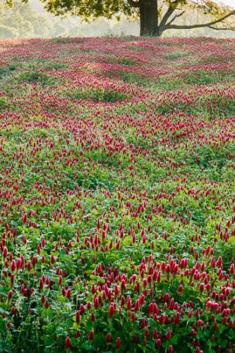 Bloom;Blossom;Blossoms;Brown;Clover;Fields;Flower;Floweret;Flowering;Flowers;Flowers & Plants;Green;Healing;Health care;Healthcare;Hills;Landscape;Magenta;Mist;Nature;Oneness;Pastoral;Peaceful;Pink;Plant;Plants;Red;Red Clover;Spring;Springtime;Tree;Wildflower;bloom;botanical;botanicals;calm;flora;floral;fog;haze;misty;restful;serene;soothing;tranquil;zen