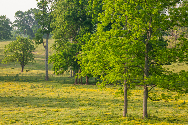 Agricultural;Branches;Calm;Fields;Healing;Health care;Healthcare;Minimalism;Nature;Pastoral;Pastureland;Seasons;Spring;Springtime;Sunlight;Sunshine;Tree;Warm Colors;Warm Palette;Warm Tones;Yellow;color;field;green;landscape;leaves;limbs;oneness;pasture;peaceful;restful;serene;soothing;sunlit;tranquil;tree limbs;trees;trunk;yellow