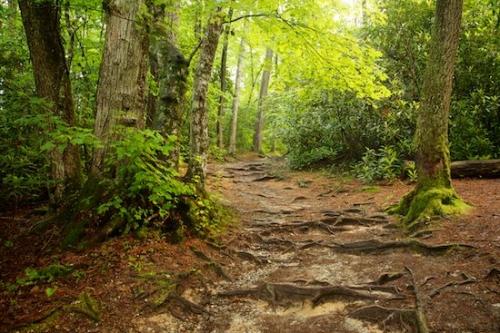 path;Pisgah National Forest;walkway;Linville Falls;Trees;Brown;Hiking Trail;Blue Ridge Parkway;Forest;Wooded area;pathway;Green;trail;North Carolina;Woodlands;Woods;Woodland;Timberland