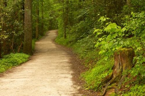 Wooded area;Blue Ridge Parkway;Woodlands;Brown;Forest;Timberland;Hiking Trail;path;Linville Falls;Green;Woodland;trail;Woods;Trees;Pisgah National Forest;North Carolina;pathway;walkway