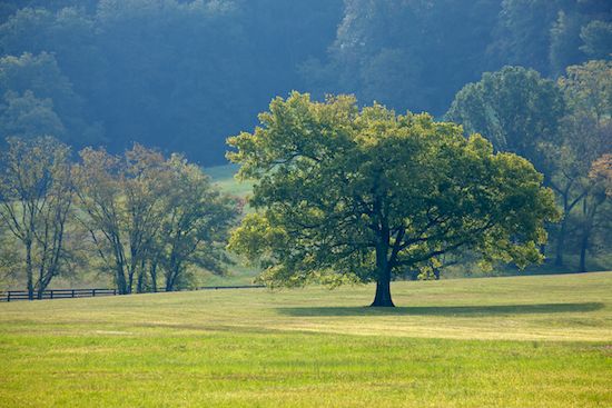 Sunlit;Sunlight;Green;meadow;Hillside;Tree;Trees;Valley;field;Grass