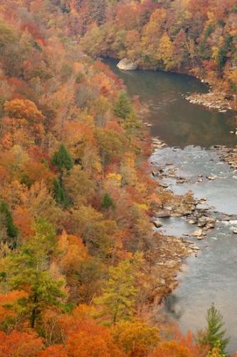 Hillside;Red;Fall;Abstraction;Gorge;Timberland;Wooded area;Abstracts;Cumberland Plateau;Big South Fork National Recreation Area;Woods;Abstract;Gold;Bluff;Forest;Brown;Gray;Mountain;Orange;Trees;Timber;Tree;Woodland;Autumn;Textures;Wood;Woodlands;Tan;Patterns;Green;Mountainside