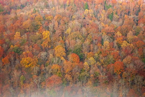 Autumn;Big South Fork National Recreation Area;Bluff;Branches;Brown;Calm;Concepts;Cool Colors;Cool Palette;Cool Tones;Cumberland Plateau;Fall;Fog;Forest;Gold;Green;Greens;Habitat;Healing;Health care;Healthcare;Leaf;Leaves;Looking up;Mist;Mountain;Mountain Side;Nature;Obscured;Oneness;Pastoral;Sunlight;Sunshine;Tan;Tennessee;Timber;Timberland;Tree;United States;Wood;Woodland;Woodlands;Woods;Yellow;cliff;color;foggy;foliage;haze;hillside;landscape;limbs;mist;misty;peaceful;plants;restful;serene;soothing;sunlit;tranquil;tree;tree limbs;trees;wooded area;zen