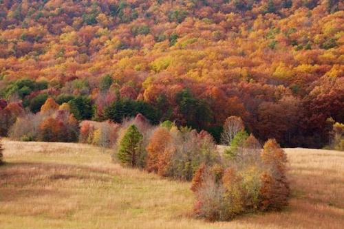 Red;Yellow;Alabama;Forest;valley;Mountain;Little River Canyon National Preserve;grassy;Season;Tan;Field;Trees;Brown;Hillside;Green;Mountainside;Fall;Tree;Timber;Meadow;Seasons;Autumn;Gold