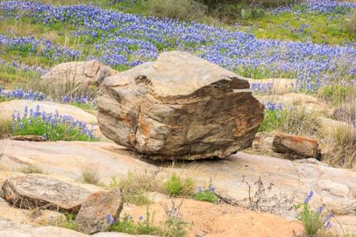 Bloom;Blossom;Blossoms;Blue;Bluebonnet;Bluebonnets;Boulder;Boulders;Brown;Flower;Floweret;Flowering;Flowers;Geology;Gold;Green;Healing;Health care;Healthcare;Landscape;Nature;Oneness;Orange;Pastoral;Peaceful;Rock;Rock Formations;Rocks;Rocky;Stone;Stones;Striation;Tan;Texas;Texas Hill Country;United States;Wabi Sabi;Wildflower;bloom;calm;flora;floral;restful;serene;soothing;tranquil;zen