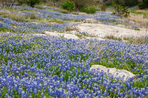 Bloom;Blossom;Blossoms;Blue;Bluebonnet;Bluebonnets;Boulder;Boulders;Brown;Flower;Floweret;Flowering;Flowers;Flowers & Plants;Gold;Green;Healing;Health care;Healthcare;Landscape;Nature;Oneness;Pastoral;Peaceful;Petal;Plant;Rock;Rock Formations;Rocks;Rocky;Stone;Stones;Tan;Texas;Texas Bluebonnet;Texas Hill Country;United States;Wabi Sabi;Wildflower;Yellow;bloom;botanical;botanicals;calm;flora;floral;restful;serene;soothing;tranquil;zen