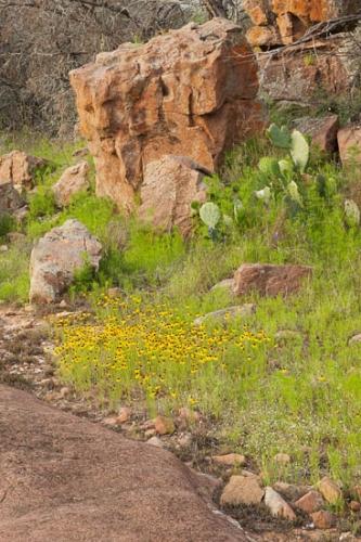 Black-eyed Susan;Bloom;Blossom;Blossoms;Boulder;Boulders;Brown;Flower;Floweret;Flowering;Flowers;Flowers & Plants;Geological;Geology;Green;Healing;Landscape;Nature;Oneness;Orange;Pastoral;Peaceful;Pink;Plant;Red;Rock;Rock Formations;Rocks;Rocky;Spring;Springtime;Stone;Stones;Striation;Tan;Texas;Texas Hill Country;Wabi Sabi;Wildflower;Yellow;bloom;cacti;cactus;calm;flora;floral;restful;serene;soothing;tranquil;zen