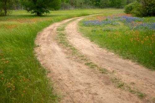 Flowers;Flower;Spring;Road;Flora;Tan;Fields;Flowering;Indian Paintbrush;grass;Field;Texas;bluebonnet;Bloom;floral;Dirt;Brown;bluebonnets;Springtime;Blue;Green;Wildflower