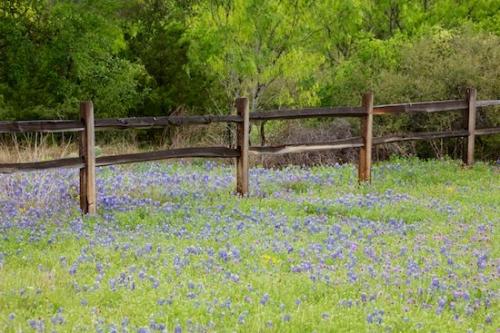 Blue;Field;fence row;Wildflower;floral;Flowering;Texas;bluebonnets;Flora;Spring;Flowers;Green;Flower;grass;fence;bluebonnet;Brown;Texas Hill Country;Fields;Springtime