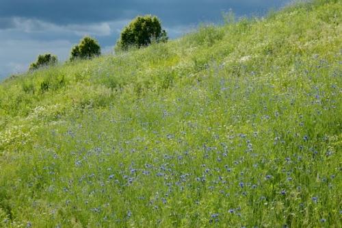 Clouds;Blue;Flora;Cloud;Green;Sky;Flowering;Cloud Formation;Bloom;Gray;Wildflower;Blossom;Flowers;Flower;Weather;Grass