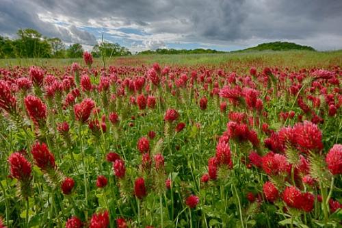 Agricultural;Bloom;Blossom;Blossoms;Blue;Close-up;Cloud;Cloud Formation;Clouds;Cloudy;Clover;Crimson;Field;Flower;Floweret;Flowering;Flowers;Flowers & Plants;Green;Healing;Health care;Healthcare;Hill;Hillside;Landscape;Macro;Nature;Oneness;Pastoral;Peaceful;Petal;Petals;Pistil;Plant;Plants;Red;Red Clover;Sky;Spring;Springtime;Weather;White;bloom;botanical;calm;flora;floral;pasture;restful;serene;soothing;tranquil;zen