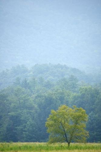 Pastureland;Cade's Cove;tree trunk;Green;Valley;Blue;tree limbs;Pasture;Field;Sunlit;Great Smoky Mountains National Park;Forest;tree;branches;Fields;trees;Mountainside;Sunlight;Sunshine;Hillside;Mountains