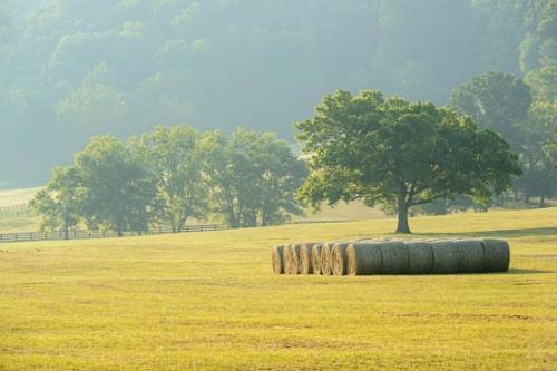 Agricultural;Agriculture;Farm;Farmland;Fence;Field;Fields;Green;Hay;Hay Bale;Pastureland;Sunlight;Sunshine;Tree Trunk;Trees;fence row;pasture;tree limbs