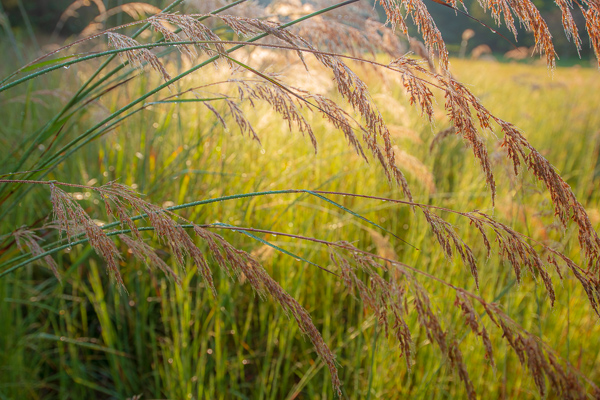 Botanical;Brown;Calm;Dew;Droplets;Drops;Gold;Healing;Health care;Healthcare;Henry Horton;Henry Horton State Park;Macro;Nature;Pastoral;Seed Head;State Park;Sunlight;Sunshine;Tan;Tennessee;United States;Wabi Sabi;Water;Water Drops;Yellow;botanicals;dew;dew drops;dewy;drop;droplet;foliage;grass;green;oneness;peaceful;plant;restful;serene;soothing;sunlit;tranquil;zen