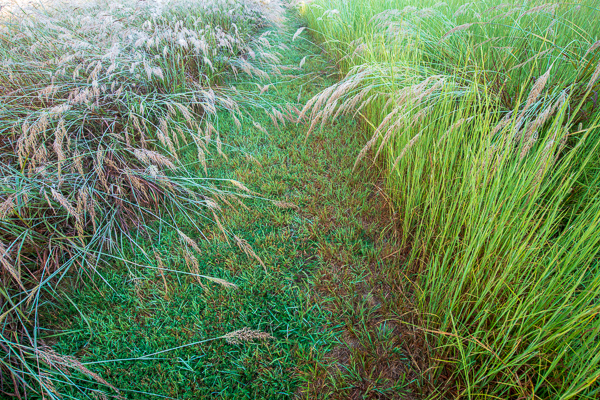 Botanical;Brown;Calm;Dew;Droplets;Drops;Gold;Healing;Health care;Healthcare;Henry Horton;Henry Horton State Park;Macro;Nature;Pastoral;Seed Head;State Park;Sunlight;Sunshine;Tan;Tennessee;United States;Wabi Sabi;Water;Water Drops;Yellow;botanicals;dew;dew drops;dewy;drop;droplet;foliage;grass;green;oneness;peaceful;plant;restful;serene;soothing;sunlit;tranquil;zen