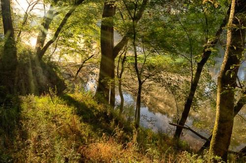 Columbia;Duck River;Flow;Forest;Forested;Henry Horton;Mist;Morning;Oneness;Reflections;River;Sun-up;Sunbeam;Sunbeams;Sunlight;Sunlit;Sunrays;Sunrise;Sunshine;Tennessee;Tree;Trees;United States;Water;Woods;flowing;fog;foggy;haze;sun;zen