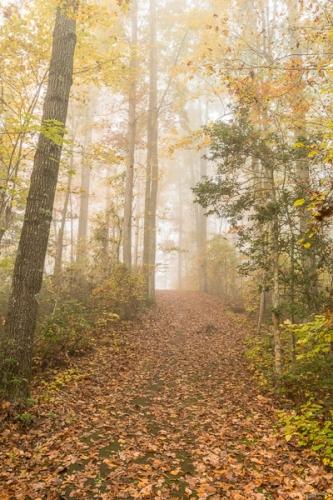 Autumn;Big South Fork National Recreation Area;Branches;Brown;Calm;Fall;Fallen;Fallen Leaves;Fog;Gold;Healing;Health care;Healthcare;Hiking Trail;Journey;Leaf;Nature;Pastoral;Path;Pathway;Tan;Traill;Tree;Walkway;Warm Colors;Warm Palette;Warm Tones;Woodland;Woods;Yellow;color;foggy;foliage;green;haze;landscape;leaves;limbs;mist;misty;oneness;orange;peaceful;restful;serene;soothing;trail;tranquil;tree limbs;trees;trunk;zen