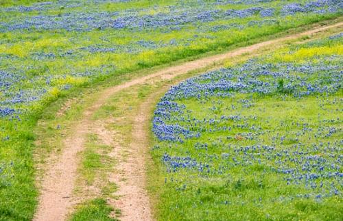 Blossom;Blossoms;Blue;Bluebonnet;Bluebonnets;Flower;Floweret;Flowering;Flowers;Green;Petal;Petals;Texas;Texas Bluebonnet;Wildflower;bloom;flora;floral