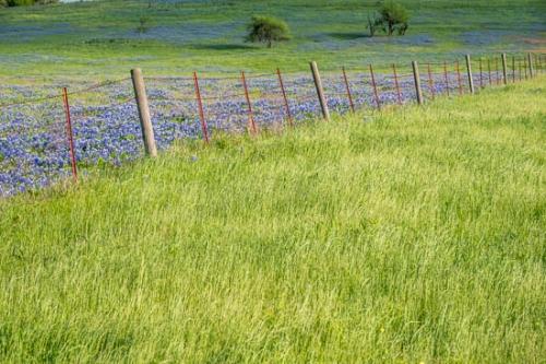 Blossom;Blossoms;Blue;Bluebonnet;Bluebonnets;Fence;Field;Flower;Floweret;Flowering;Flowers;Flowers & Plants;Grass;Green;Healing;Health care;Healthcare;Indian Paintbrush;Landscape;Oneness;Pastoral;Peaceful;Petal;Petals;Texas;Texas Bluebonnet;Trees;Wildflower;bloom;calm;flora;floral;pasture;restful;serene;soothing;tranquil