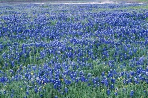 Pasture;Fields;Bluebonnet;Field;Morning;Flowering;Blue;Texas Bluebonnet;Dewy;Wildflower;Flower;Dew;Bluebonnets;Texas;Flowers;Mist;Petal;Green;Flora;Petals;Blossom