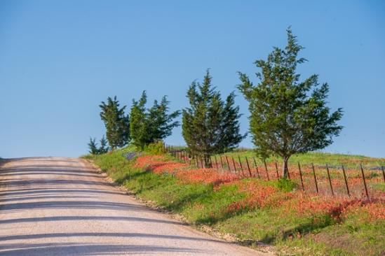 Bloom;Blossom;Blossoms;Blue;Calm;Cloud;Clouds;Floral;Floweret;Flowering;Flowers;Flowers & Plants;Healing;Health care;Healthcare;Indian Paintbrush;Nature;Pastoral;Petals;Roadway;Texas;Tree;United States;White;bloom;fence;flora;floral;flower;green;landscape;oneness;peaceful;plants;red;restful;road;serene;sky;soothing;trail;tranquil;trees;wildflower;zen