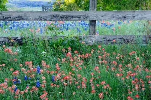 Texas Bluebonnet;Pasture;floral;Bluebonnets;Petals;Indian Paintbrush;Red;Field;Bloom;Flora;fence;Blossom;Wildflower;Bluebonnet;Green;Flower;Petal;Texas;White;Fields;Flowering;Flowers;Blue
