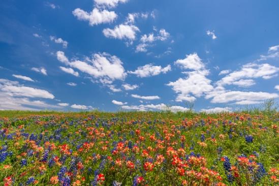 Bloom;Blossom;Blossoms;Blue;Bluebonnets;Botanical;Calm;Close-up;Cloud;Cloud Formation;Clouds;Floral;Floweret;Flowering;Flowers;Healing;Health care;Healthcare;Indian Paintbrush;Lupinus texensis;Macro;Minimalism;Nature;Pastoral;Petal;Petals;Seasons;Spring;Springtime;Texas;Texas Bluebonnet;United States;White;bloom;botanicals;field;flora;floral;flower;green;landscape;oneness;pasture;peaceful;plants;red;restful;serene;sky;soothing;tranquil;wildflower;zen