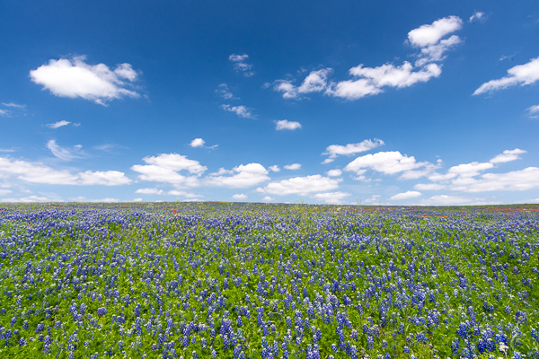 Bloom;Blossom;Blossoms;Blue;Bluebonnets;Blues;Calm;Cloud;Cloud Formation;Clouds;Concepts;Cool Colors;Cool Palette;Cool Tones;Flora;Floral;Flower;Floweret;Flowering;Flowers;Green;Greens;Healing;Health care;Healthcare;Looking up;Lupinus texensis;Nature;Oneness;Pastoral;Petal;Petals;Seasons;Spring;Springtime;Sunlight;Sunshine;Texas;Texas Bluebonnet;United States;Wildflower;bloom;blue;color;field;flora;floral;flower;green;landscape;pasture;peaceful;plants;restful;serene;sky;soothing;sunlit;tranquil;wildflower;zen
