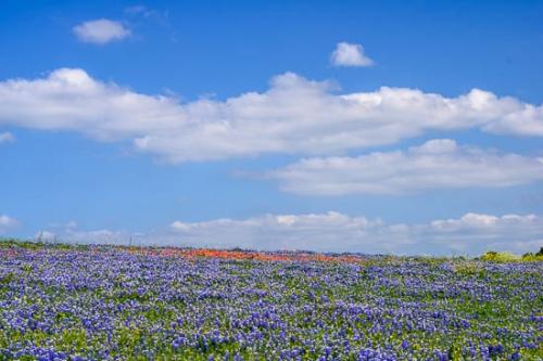 Bloom;Blossom;Blossoms;Blue;Bluebonnet;Bluebonnets;Cloud;Cloud Formation;Clouds;Cloudy;Field;Flower;Floweret;Flowering;Flowers;Green;Indian Paintbrush;Landscape;Petal;Petals;Red;Sky;Texas;Texas Bluebonnet;White;Wildflower;bloom;flora;floral