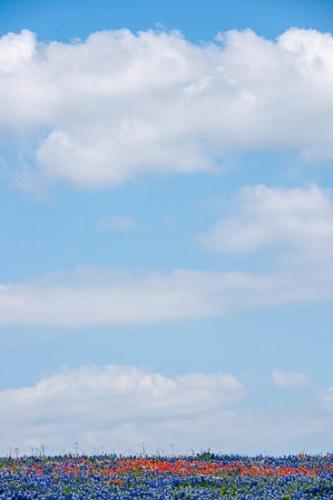 Bloom;Blossom;Blossoms;Blue;Bluebonnet;Bluebonnets;Cloud;Cloud Formation;Clouds;Cloudy;Field;Flower;Floweret;Flowering;Flowers;Green;Indian Paintbrush;Landscape;Petal;Petals;Red;Sky;Texas;Texas Bluebonnet;White;Wildflower;bloom;flora;floral