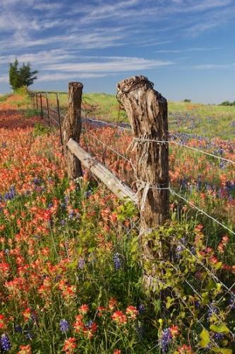 Pasture;Flora;Fields;floral;Red;White;Wildflower;fence row;Blossom;Field;Petals;Texas;Flowering;Flowers;Bloom;fence;Green;Flower;Indian Paintbrush