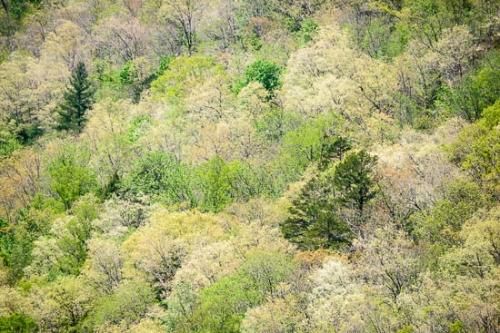 Abstract;Abstraction;Big South Fork;Forest;Forested;Green;Healing;Health care;Healthcare;Hill;Hillside;Landscape;Line;Mountain Side;Nature;Oneness;Pastoral;Pattern;Peaceful;Spring;Springtime;Timber;Trees;Wood;Woodland;Woods;calm;greenery;restful;serene;soothing;tranquil;zen