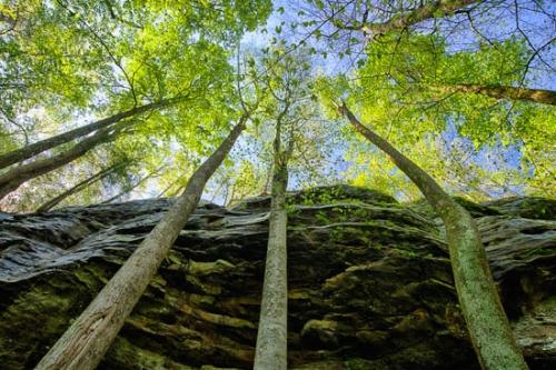 Big South Fork;Blue;Bluff;Branch;Branches;Brown;Cliff;Geological;Gold;Green;Healing;Health care;Healthcare;Herbaceous;Landscape;Looking up;Nature;Oneness;Peaceful;Rachel;Rock;Rock Face;Rock Formations;Rocks;Rocky;Sky;Stone;Summit;Sunlight;Sunlit;Sunshine;Tan;Tree;Tree Trunk;Trees;Trunk;Wabi Sabi;Yellow;bark;calm;limbs;restful;serene;soothing;tranquil;tree limbs;trees;zen