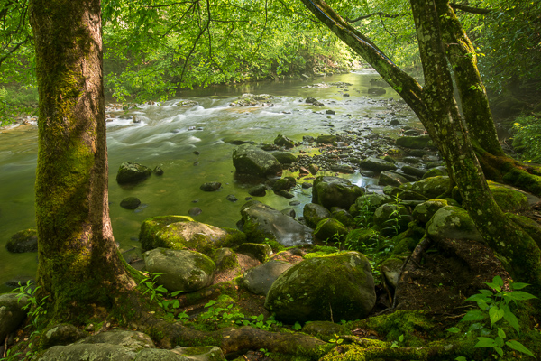 Cascade;Rocky;Springtime;Landscape;Outdoor;flow;Stone;Rock;Tree;Tennessee;flowing;Boulders;Timber;Rocks;Spring;Green;Little River;Cascading;Great Smoky Mountains;river;Stones;water;Stream;Boulder;Rapids;Trees;Forest;Timberland