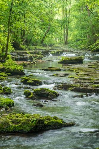 Botanical;Boulder;Boulders;Brook;Brown;Calm;Cascade;Cascading;Chute;Creek;Falling;Falls;Flow;Forest;Forested;Habitat;Healing;Health care;Healthcare;Looking up;Moss;Nature;Pastoral;Pouring;River;Rock;Rock formations;Rocks;Rocky;Seasons;Short Springs State Natural Area;Spilling;Spring;Springtime;Stone;Stones;Stream;Stream Bank;Streaming;Tan;Timber;Timberland;Tree;Warm Colors;Warm Palette;Warm Tones;Water;Waterfalls;Waterscape;Wood;Woodland;Woodlands;Woods;color;flowing;foliage;green;landscape;leaves;oneness;peaceful;rapids;restful;river bank;serene;soothing;tranquil;tree limbs;trees;waterfall;wet;zen